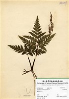 藏品(大羽陰地蕨)的圖片